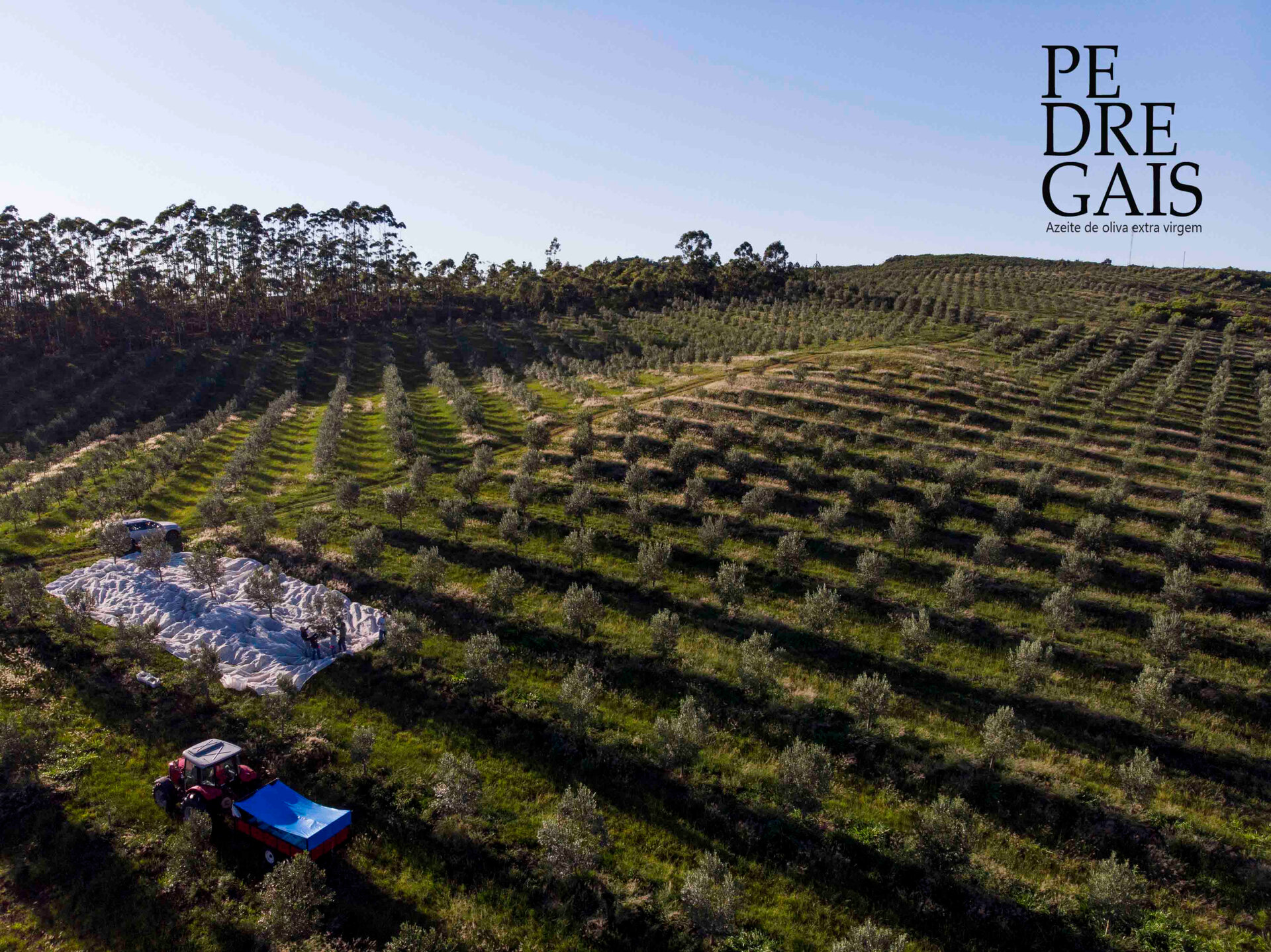 No Rio Grande do Sul já há mais de 50 marcas de azeite extra virgem de muita qualidade sendo comercializadas pelos produtores gaúchos e premiadas em competições internacionais. Entre elas está o Azeite Pedregais.